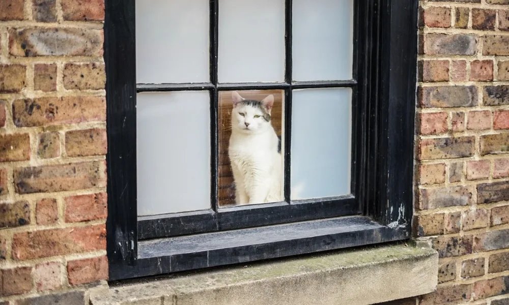 Aluminum casement windows can support slimmer profiles, wider glass areas, and a cleaner architectural look for homes that prioritize natural light and ventilation.
